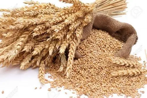 Семена пшеницы «Алтайская 70»