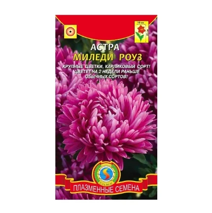 Фото для Астра Миледи Роуз