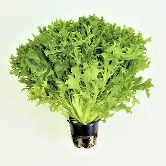 Фото для Салат Винтекс шт Тепличный*10