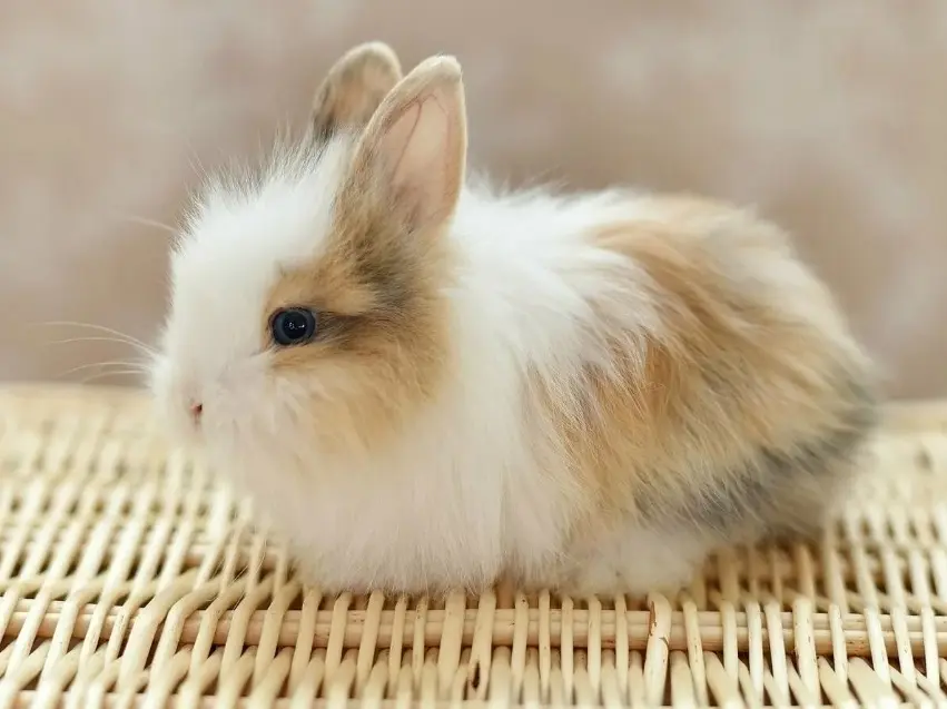 Самые крупные породы кроликов в мире - фото и описание