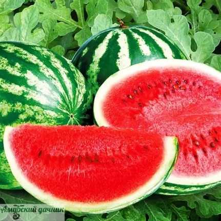 d2jzo7wi1ycxpj3ahd53oc7bv03lmw4s