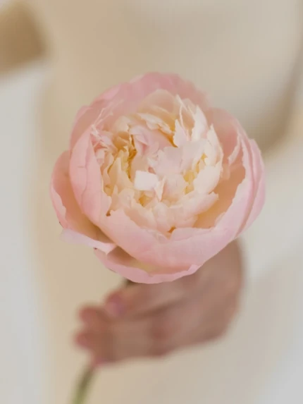 Фото для Монобукет "Peony"