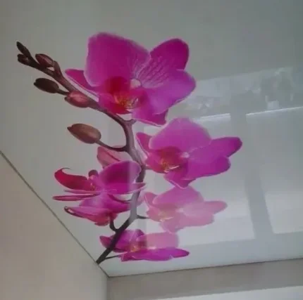 Фото для Натяжной потолок с фотопечатью "Орхидея"