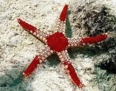 Звезда морская в ассортименте (Linckia)