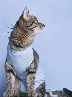Фото для Стерилизация кошек