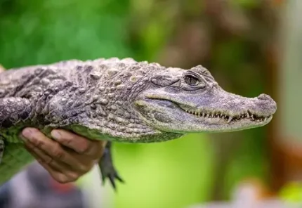 Крокодил