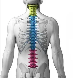 Комплексное МРТ исследование спины (шейный, грудной, пояснично-крестцовый отделы)