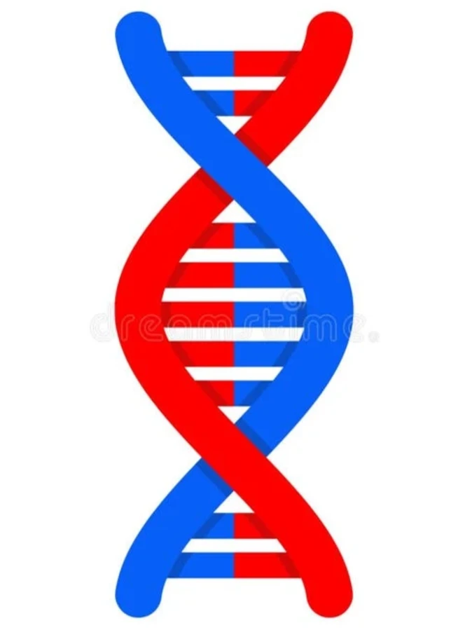 Анализ ДНК на отцовство/материнство, 25 маркеров, 3 участника 2 родителя и ребенок