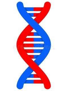 Анализ ДНК на отцовство/материнство, 25 маркеров, 3 участника 2 родителя и ребенок