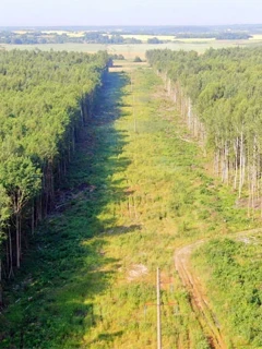 Фото для Вырубка просеки