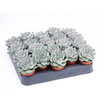 Фото для Эхеверия Пеллюцида (Echeveria Pelucida) 5,5/8