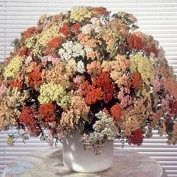 Фото для Цветы Тысячелистник Летние акварели, смесь (0,02г)