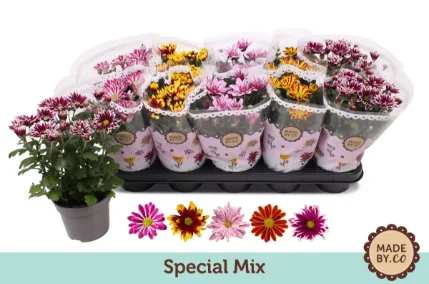 Хризантема (Chrysanthemum bicolour) mix 13/25