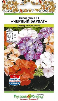 Цветы Пеларгония Черный бархат, смесь (5шт)