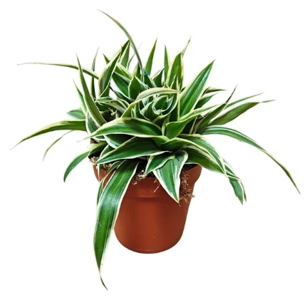 Фото для Хлорофитум Айриш (Chlorophytum Irish) 9/15