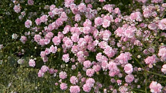 Цветы Гипсофила Роуз (0,1г)