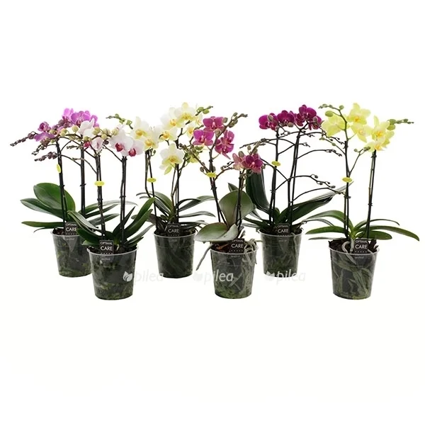 Орхидея Фаленопсис (Phalaenopsis) Мультифлора mix 12/40
