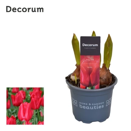 Фото для Тюльпан Седов (Tulipa Seadov) (decorum) 9/15