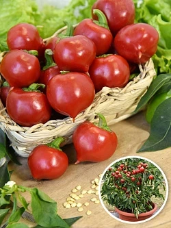Фото для Перец сладкий Трюфелек Красный F1 (Вкуснятина) (8шт)