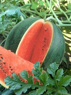 daa3367c995c11ed827cd85ed377b6fa_8c970c9902e011f0828ed85ed377b6fa