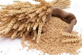 Фото для Семена пшеницы «Алтайская 70»